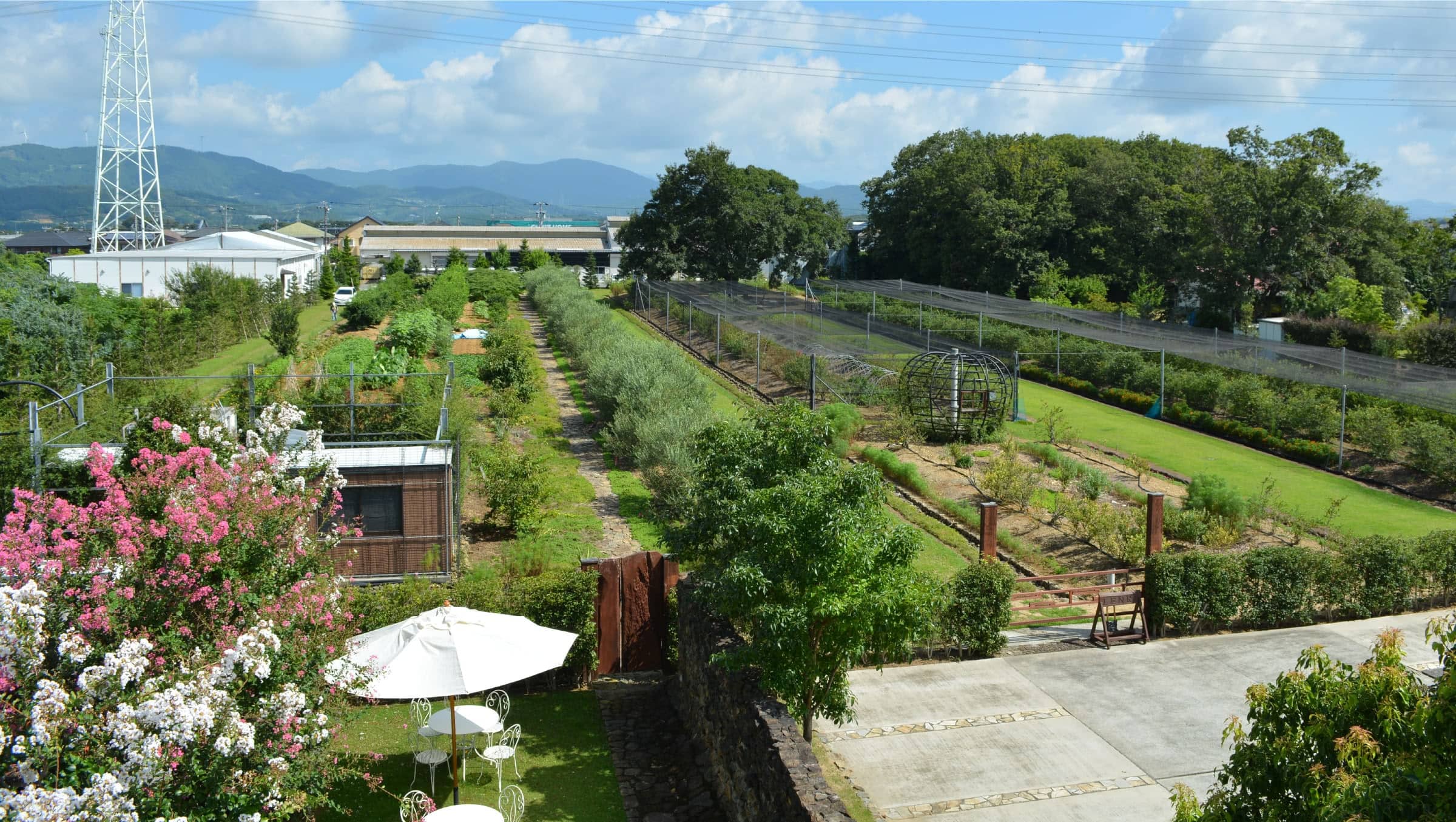 連理の木の下で　全景